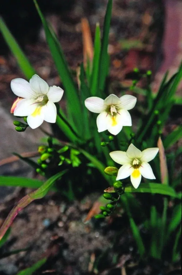 freesia-alba Freesia alba