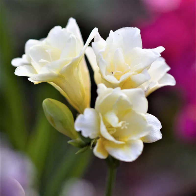 freesia-double-white Freesia – Double White