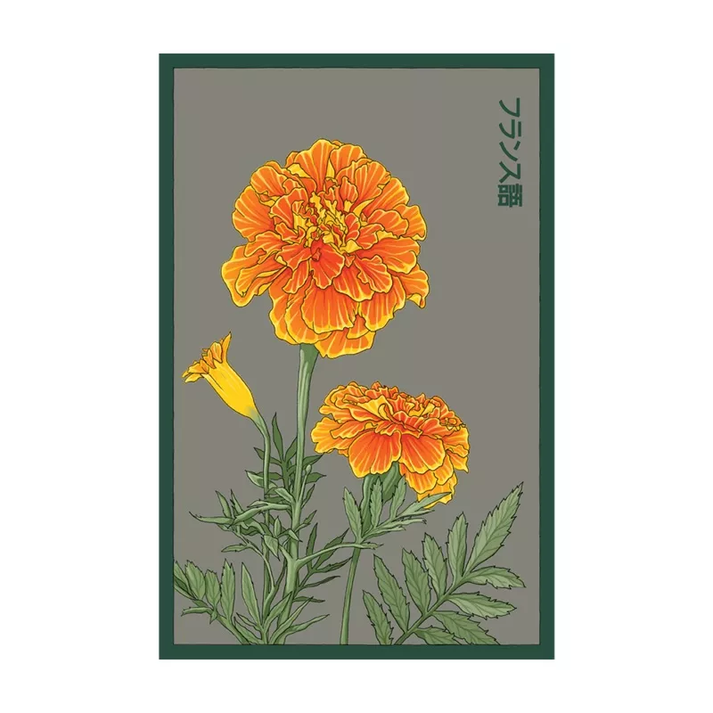 french-marigold-flower-seeds-packet French Marigold Flower Seeds Packet