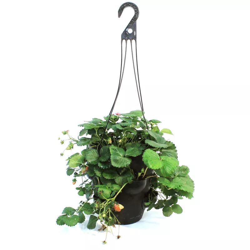 Fruit 11in Strawberry Hanging Basket