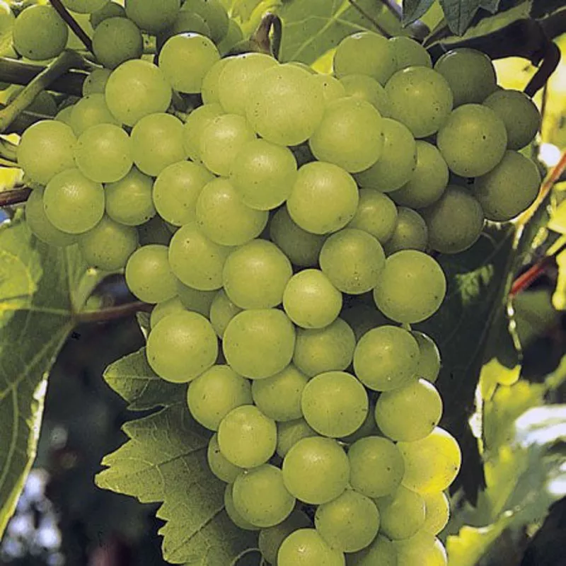 fruit-grape-lakemont-seedless-2 Fruit-Grape-Lakemont Seedless #2