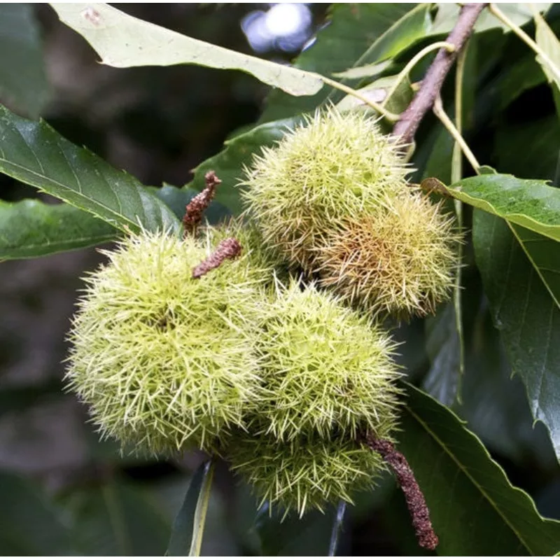 Fruit-Nut-Chestnut-Dunstan #7