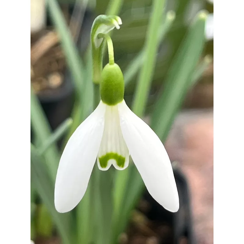 Galanthus Tiny Tim