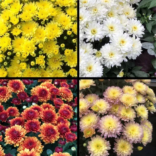 garden-mums Garden Mums