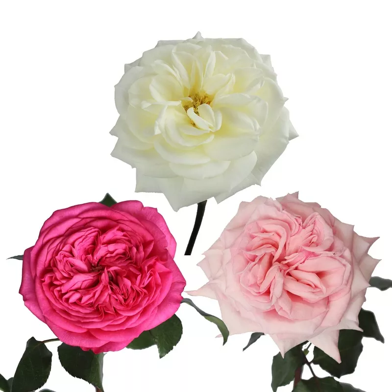 Garden Rose, Special Wedding Pack – 36 Stems