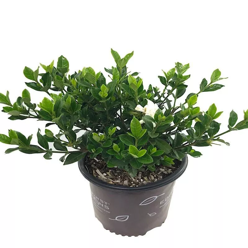 Gardenia jasminoides ‘Double Mint’2 gal