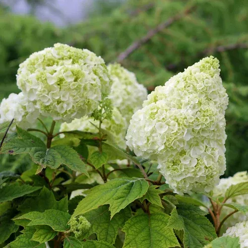 gatsby-moon-hydrangea Gatsby Moon Hydrangea