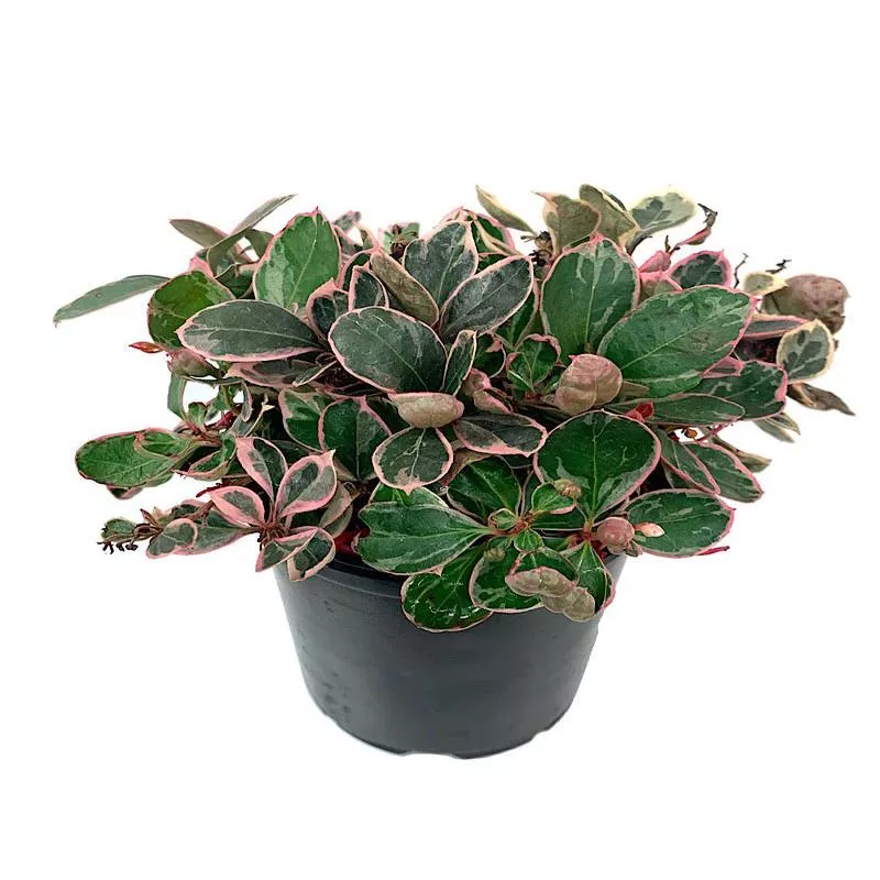 gaultheria-procumbens-winter-splash Gaultheria procumbens ‘Winter Splash’