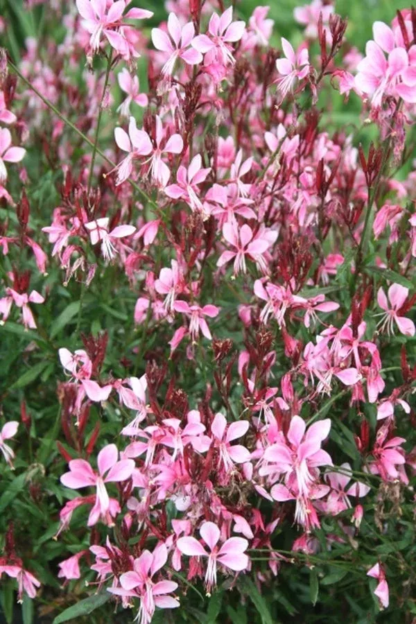 gaura-lindheimeri-pink-cloud Gaura lindheimeri ‘Pink Cloud’
