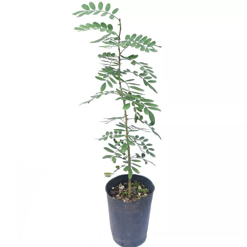 Geoffroea spinosa