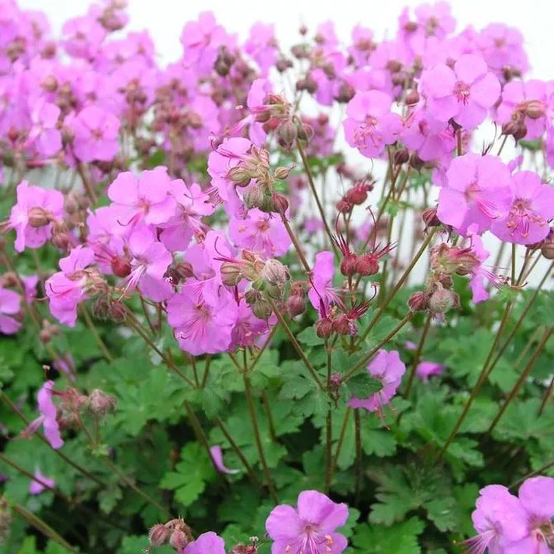 GERANIUM ‘BIOKOVO KARMINA’