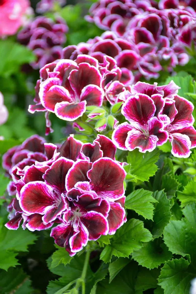 geranium-regal-imperial Geranium, Regal Imperial