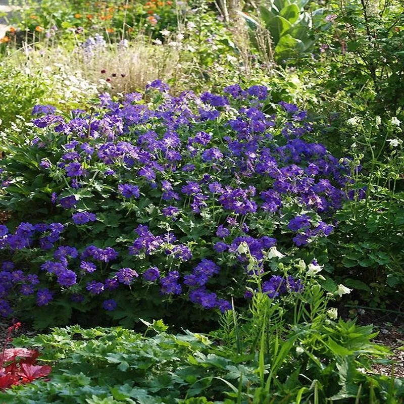 geranium-sabani-blue GERANIUM ‘SABANI BLUE’