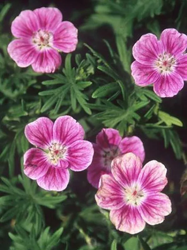 geranium-sanguineum-elke Geranium sanguineum ‘Elke’