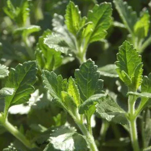 germander-plant Germander Plant