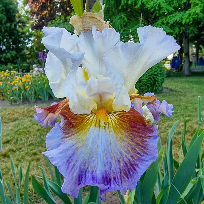 get-back-reblooming-bearded-iris Get Back Reblooming Bearded Iris
