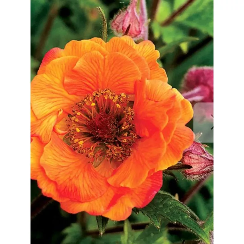 geum-tempo-orange Geum Tempo Orange