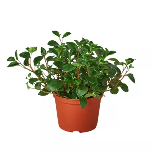 glabella-peperomia Glabella Peperomia
