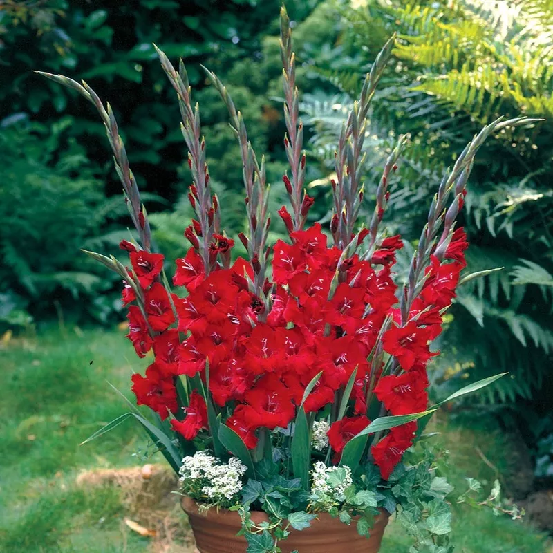 gladioli-glamini-tom-bulbs Gladioli Glamini Tom Bulbs