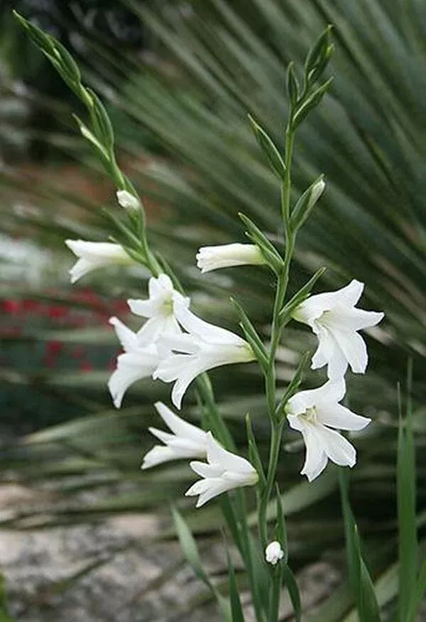gladiolus-italicus-texas-snowflurry Gladiolus italicus ‘Texas Snowflurry’