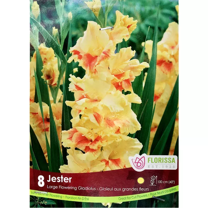 gladiolus-novelty-jester-bulbs-8-pack Gladiolus Novelty – Jester Bulbs 8 Pack
