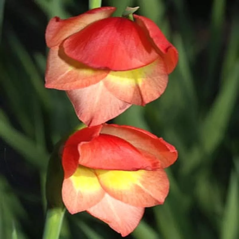 GLADIOLUS PAPILIO ‘DAVID HILLS’