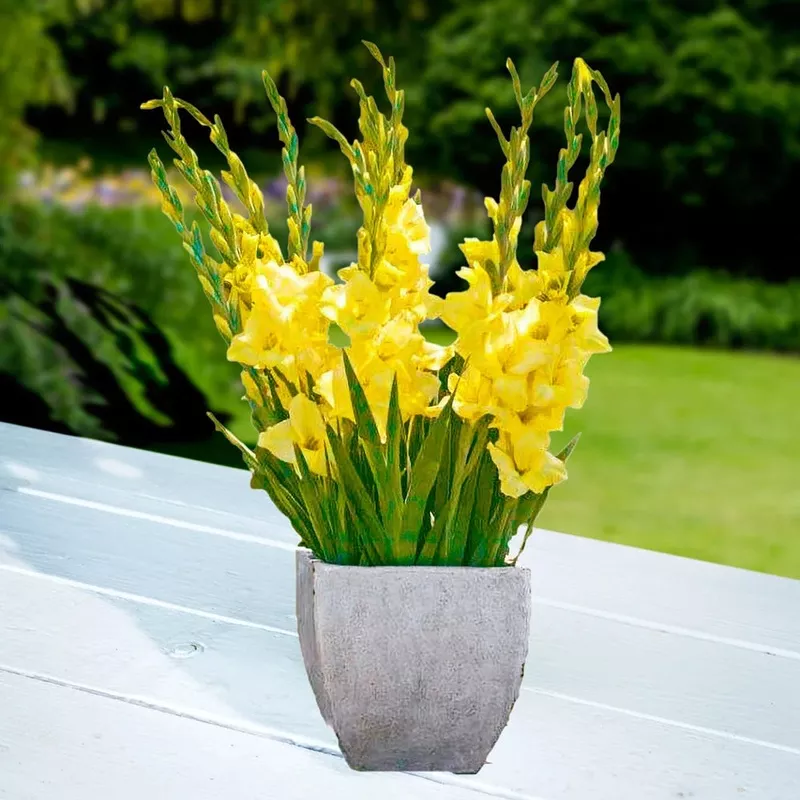 glamini-gladiolus-luna Glamini Gladiolus Luna