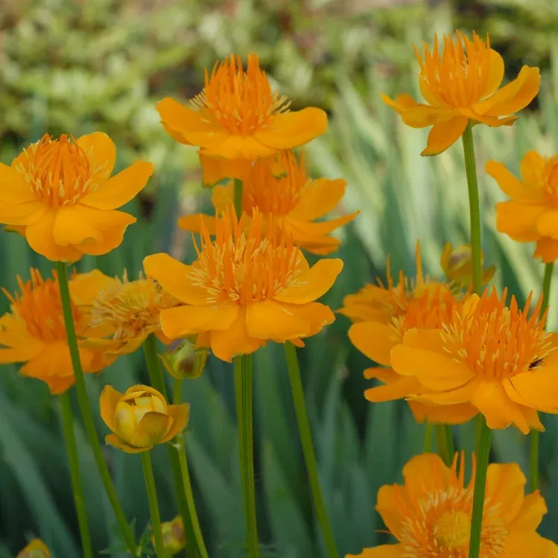 Globeflower, Golden Queen