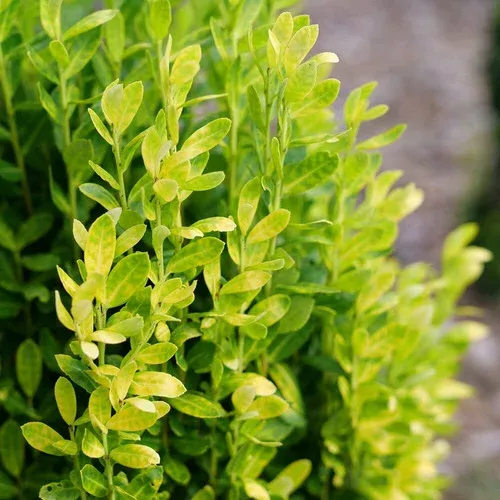 glow-stick-japanese-holly Glow Stick™ Japanese Holly