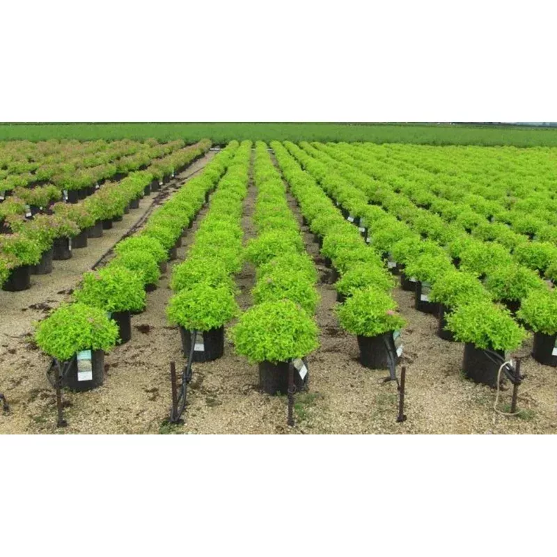 gold-mound-spirea ‘Gold Mound’ Spirea