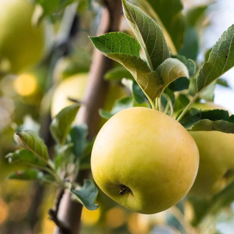 golden-dorsett-apple-tree Golden Dorsett Apple Tree