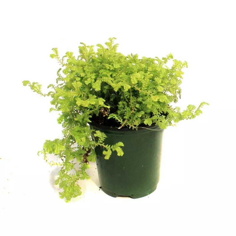 golden-moss-3-5in Golden Moss 3.5in