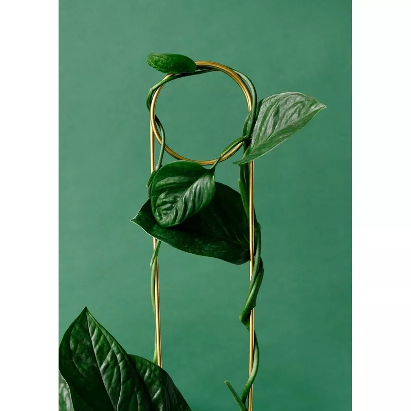 golden-plant-stake-pin-70cm Golden Plant Stake Pin 70cm