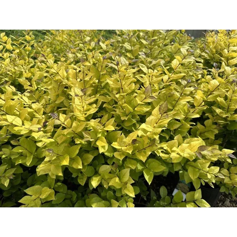 golden-vicary-privet ‘Golden Vicary’ Privet