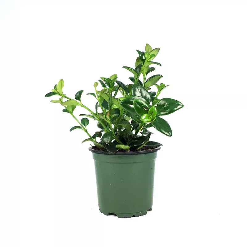 goldfish-plant-4in Goldfish Plant 4in