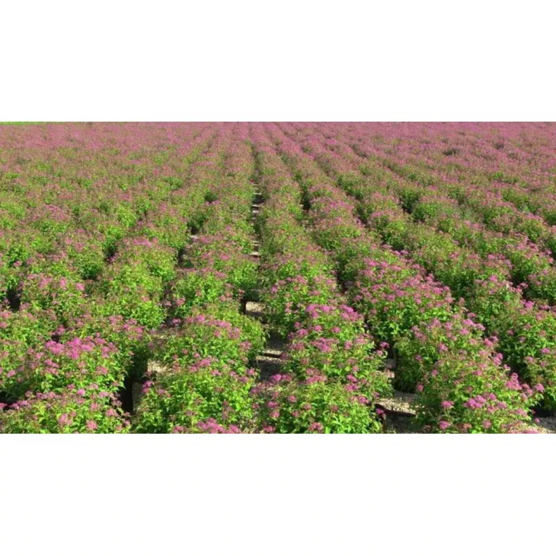 goldflame-spirea ‘GoldFlame’ Spirea