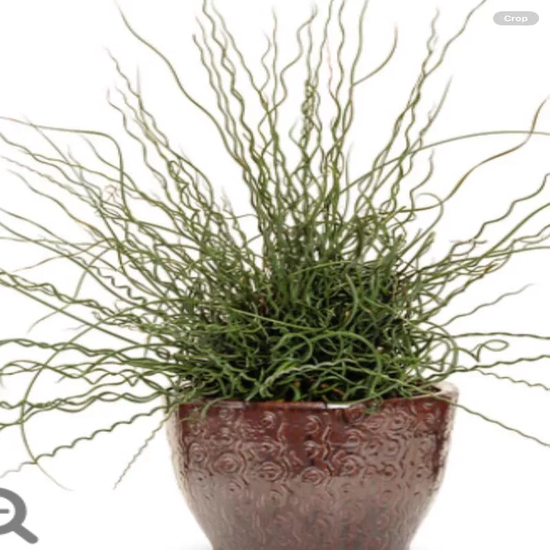 graceful-grasses-curly-wurly-corkscrew-rushjuncus-effusus Graceful Grasses Curly Wurly Corkscrew RushJuncus effusus