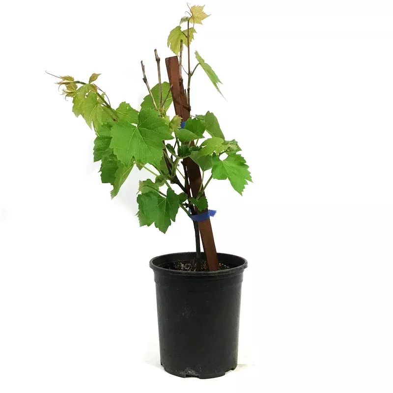 grape-1-gal-prairie-star Grape 1 gal Prairie Star