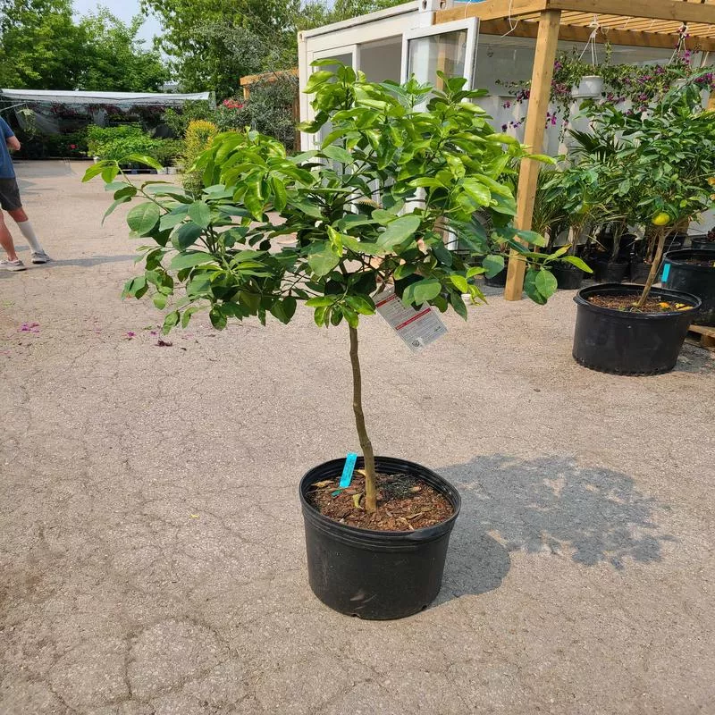 Grapefruit Tree: Citrusparadisi – 16 inch pot – 5-6 foot tall