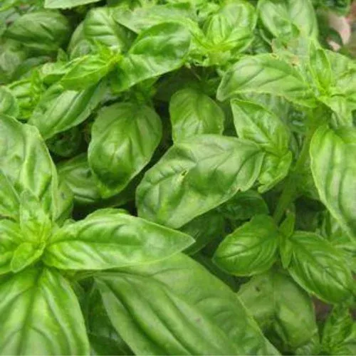 green-basil-plant Green Basil Plant