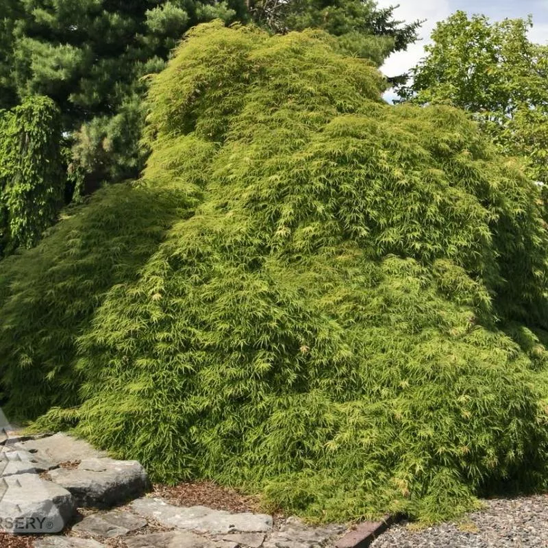 Green Cutleaf Japanese Maple: Acer palmatum disectum ‘Viridis’