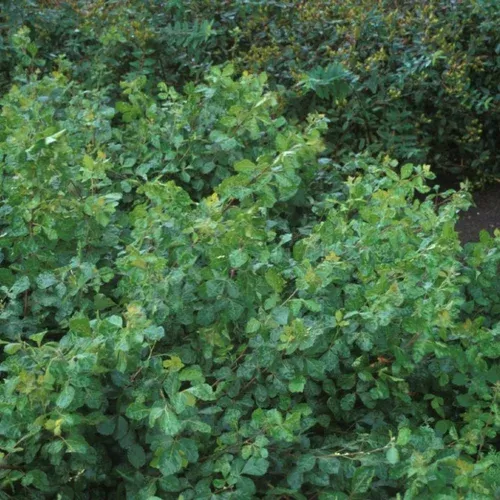 gro-low-fragrant-sumac Gro-Low Fragrant Sumac