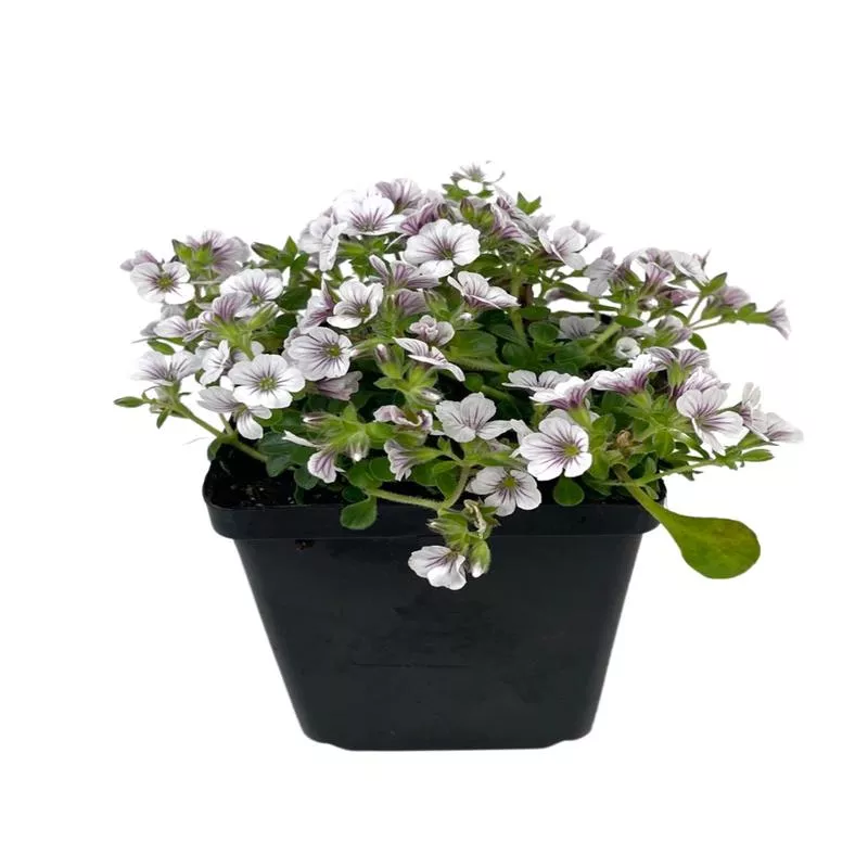 Gypsophila cerastoides