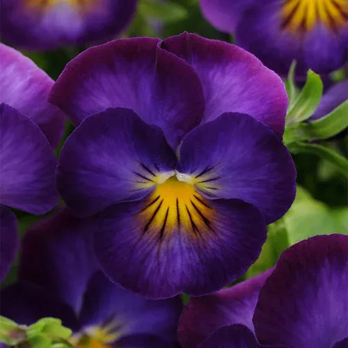 halo-violet Halo Violet