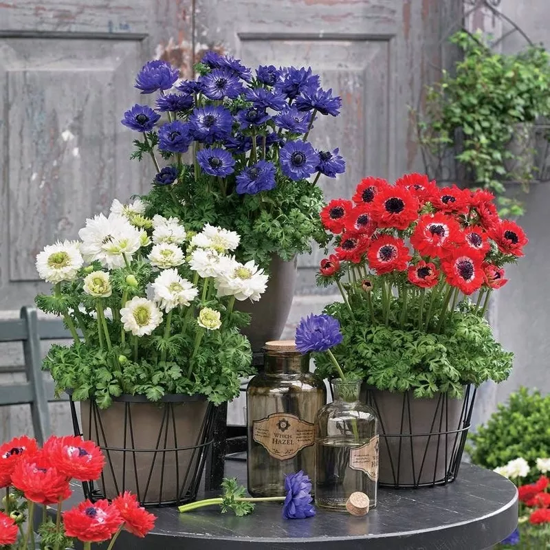 harmony-double-mix-anemone-seeds Harmony Double Mix Anemone Seeds