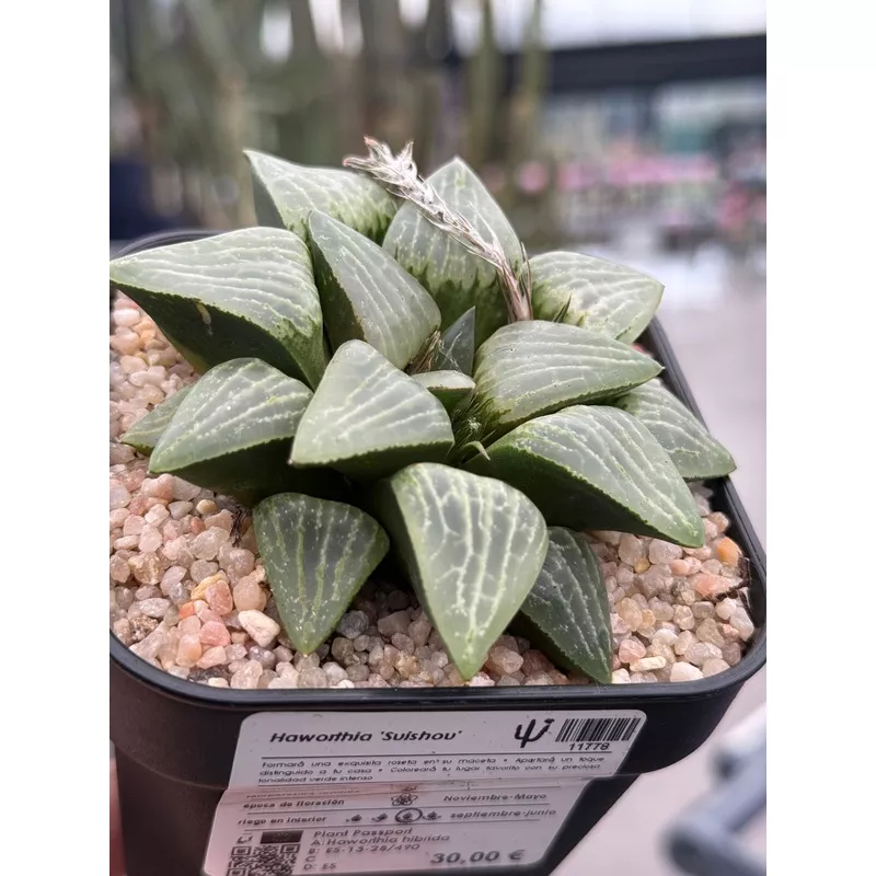 haworthia-suishou Haworthia Suishou