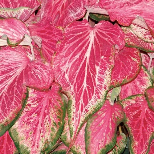 heart-to-heart-blushing-bride-caladium Heart to Heart Blushing Bride Caladium
