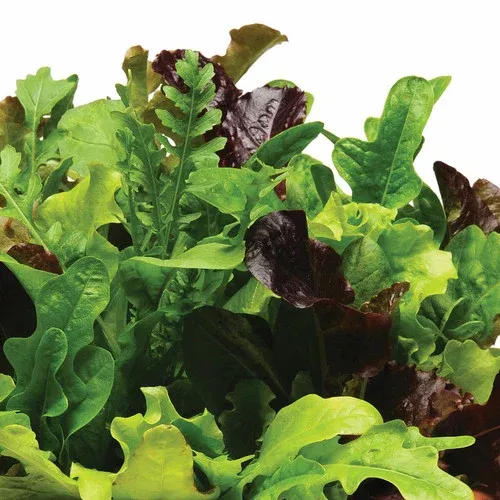 heatwave-blend-lettuce Heatwave Blend Lettuce