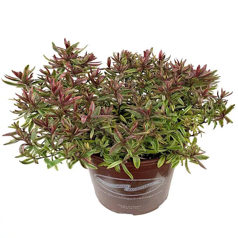 Hebe ‘Purple Shamrock’