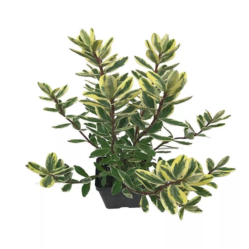 hebe-speciosa-variegata Hebe speciosa ‘Variegata’